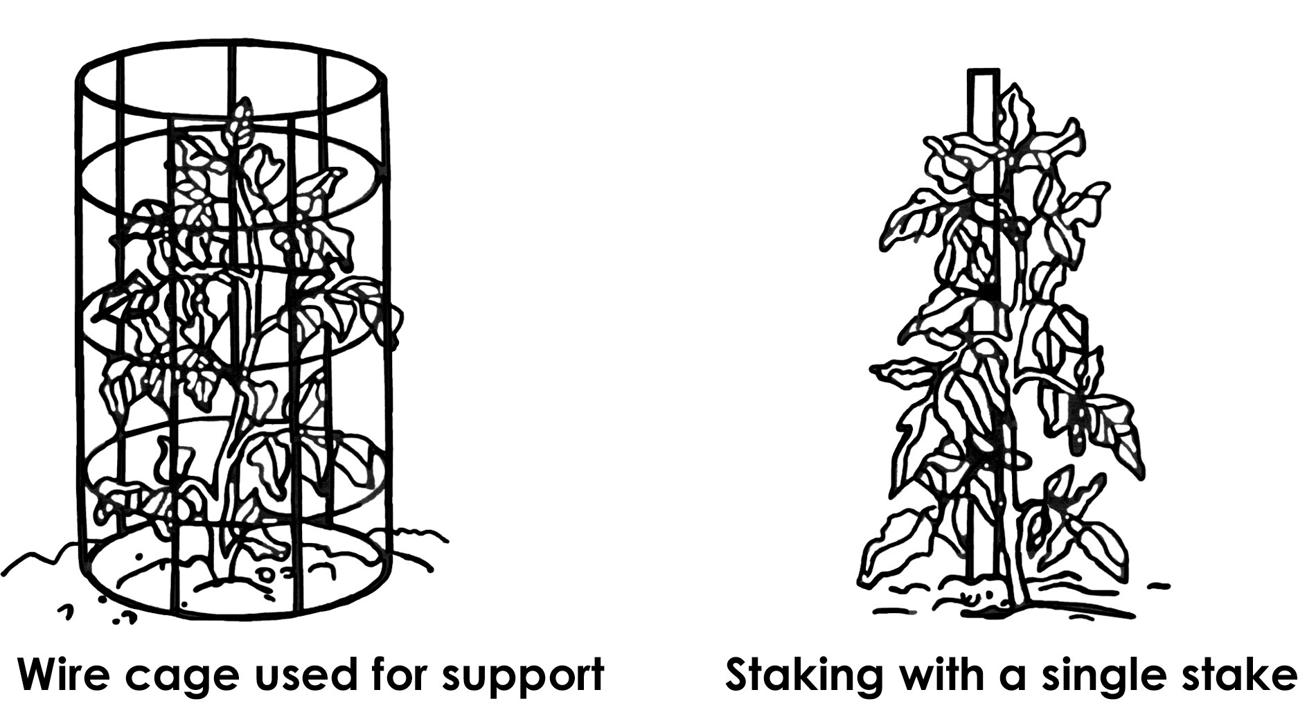 tomato plants supported by wire cage and a single stake